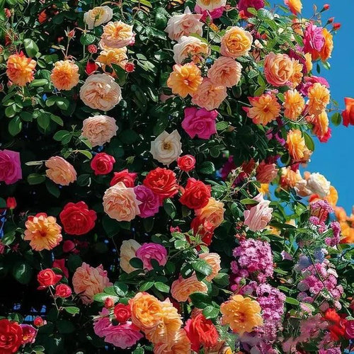 Rosa trepadora + Envío gratuito + Regalo sorpresa exclusivo