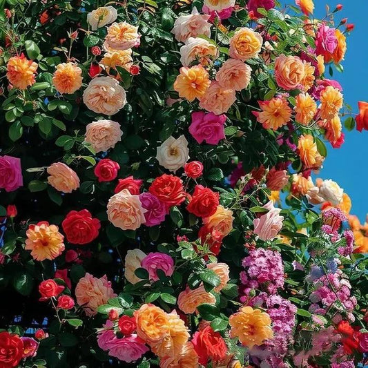 Rosa trepadora + Envío gratuito + Regalo sorpresa exclusivo