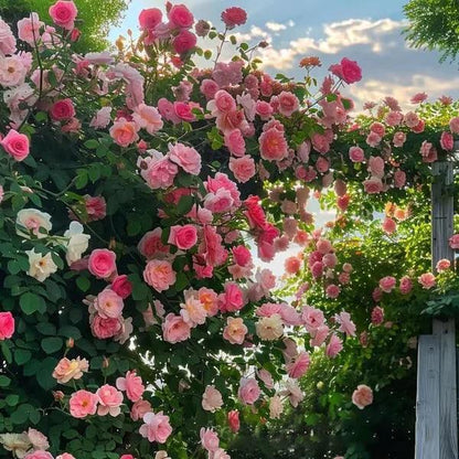 Rosa trepadora + Envío gratuito + Regalo sorpresa exclusivo