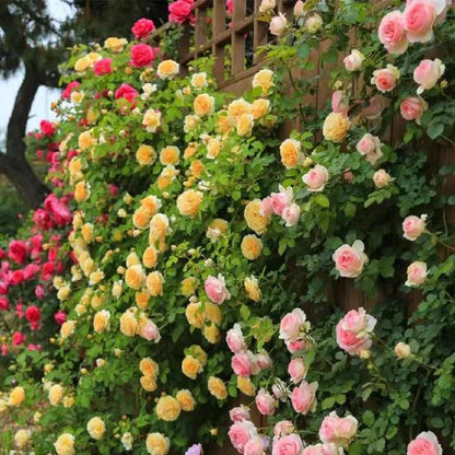 Rosa trepadora + Envío gratuito + Regalo sorpresa exclusivo