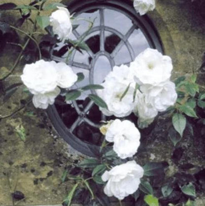 Rosa trepadora + Envío gratuito + Regalo sorpresa exclusivo