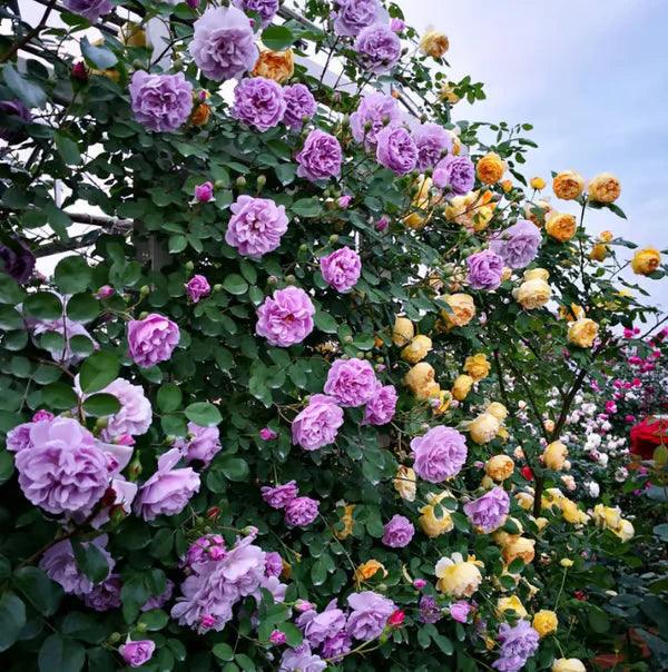 Rosa trepadora + Envío gratuito + Regalo sorpresa exclusivo
