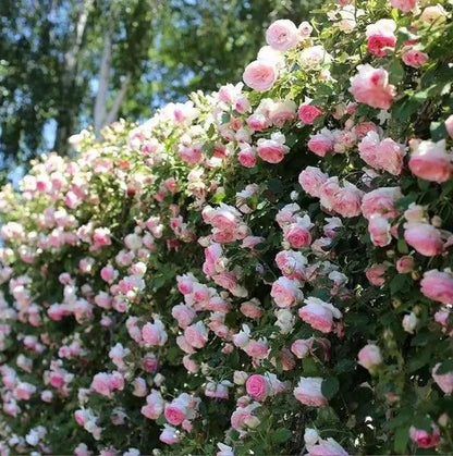 Rosa trepadora + Envío gratuito + Regalo sorpresa exclusivo