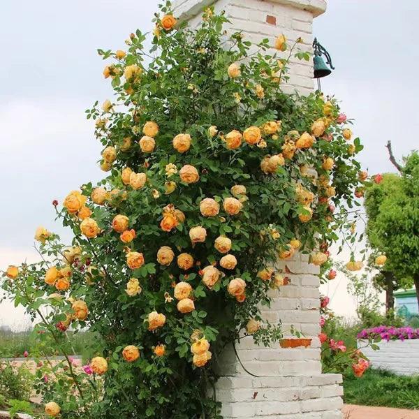 Rosa trepadora + Envío gratuito + Regalo sorpresa exclusivo