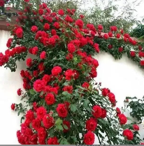 Rosa trepadora + Envío gratuito + Regalo sorpresa exclusivo