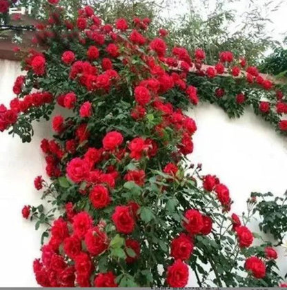 Rosa trepadora + Envío gratuito + Regalo sorpresa exclusivo