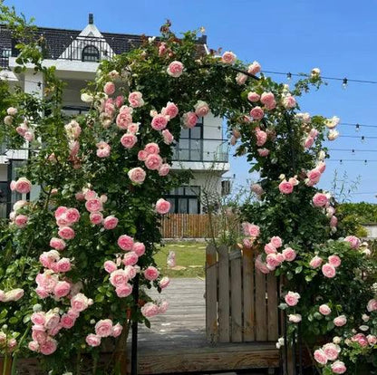 Rosa trepadora + Envío gratuito + Regalo sorpresa exclusivo