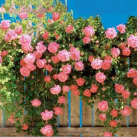Rosas